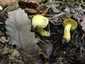 Büdös pereszke (Tricholoma sulphureum), Őrség